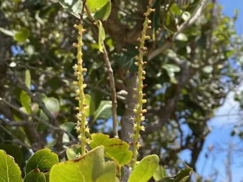 Coccoloba swartzii