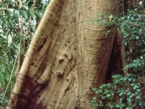 Ternstroemia oligostemon