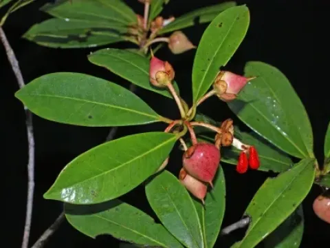 Ternstroemia peduncularis