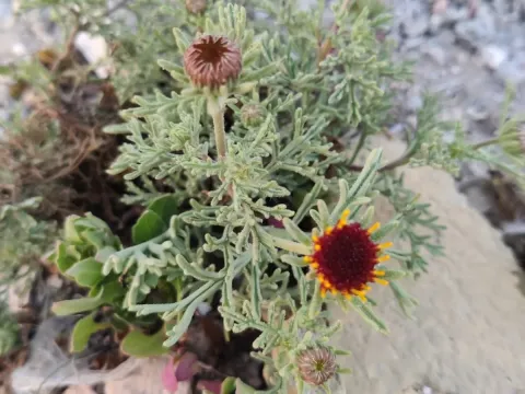 Perralderia