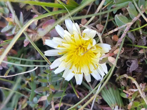 Korean dandelion