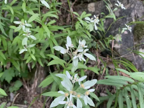 Japanese edelweiss