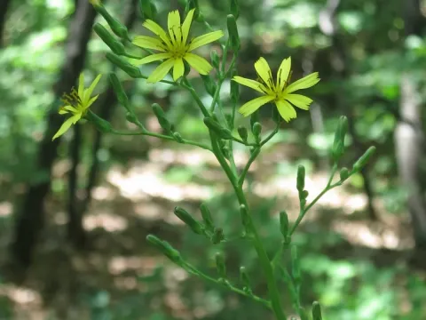 Lactuca raddeana