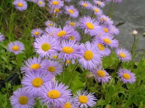 Alpine fleabane