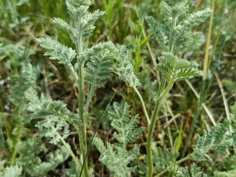 Tansy-leaved wormwood