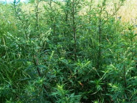 Red-footed mugwort