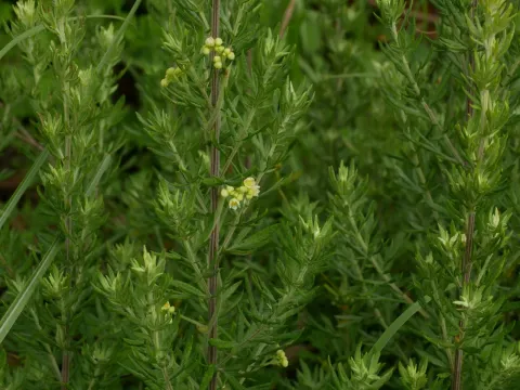 Lance-leaf mugwort