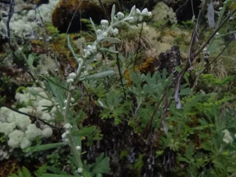 Hare-headed wormwood