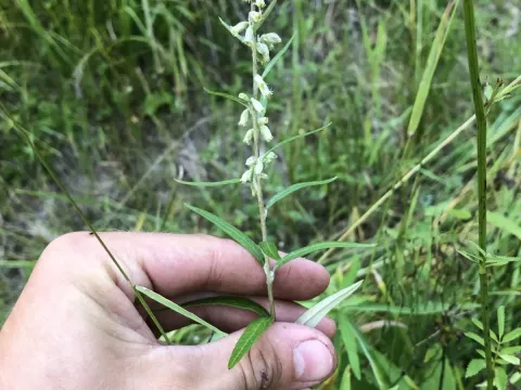 Artemisia integrifolia
