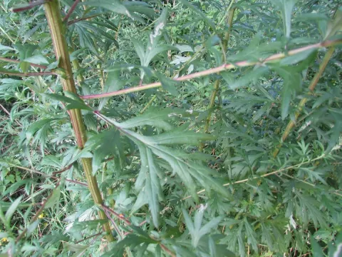 Artemisia carvifolia