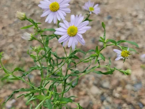 Aster lautureanus