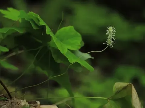 Ахліс японський