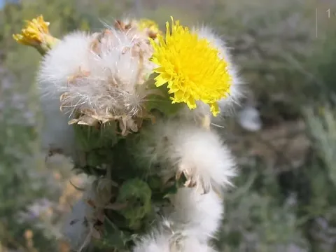 Thick-leaved sow thistle
