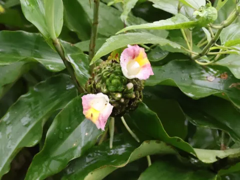 Costus afer