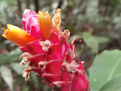 Costus barbatus