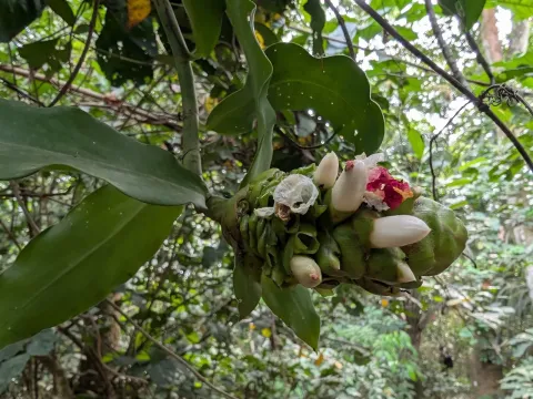 Costus lucanusianus
