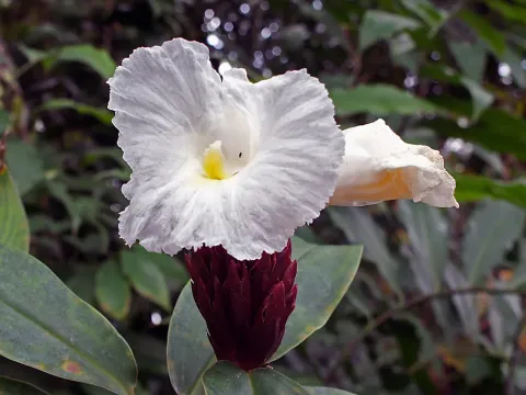 Hellenia