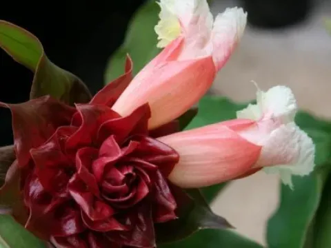 Costus talbotii