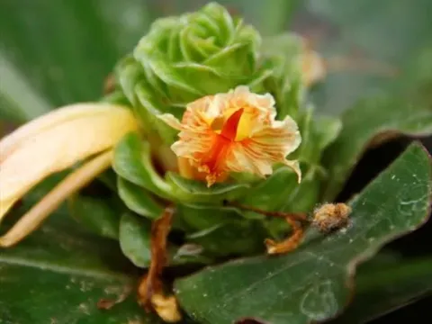 Costus varzeanum