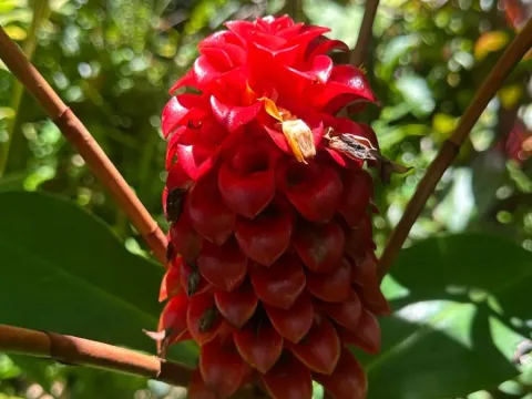 Tapeinochilos