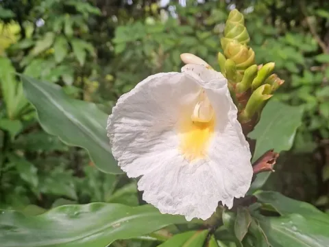 Dimerocostus