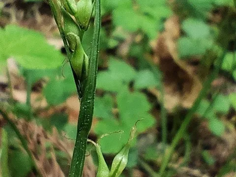 Carex filipes