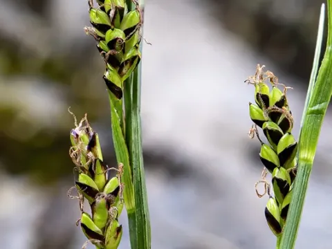 Asturian sedge