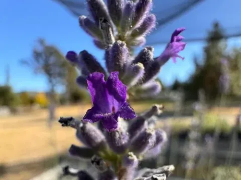 Chaytor's lavender
