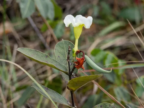 Odontadenia