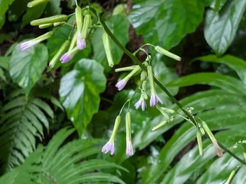 Paraprenanthes