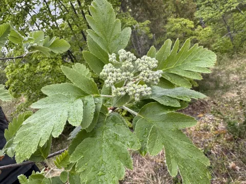 Горобинник Хедлунда
