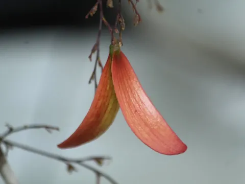 Hopea