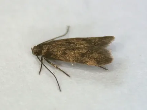 Borkhausenia