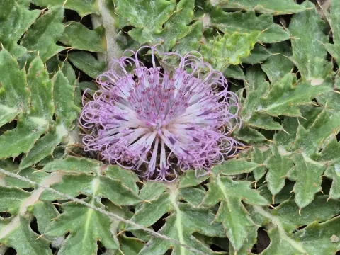 Platycarpha