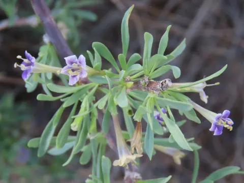 Box-leaved boxthorn