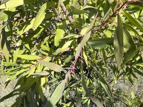 Transvaal beech