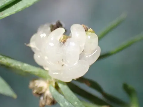 Pollichia