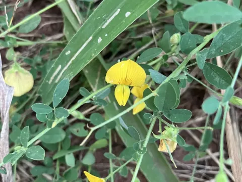 Crotalaria virgulata