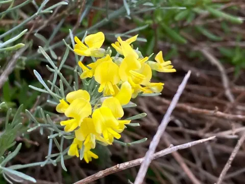 Calobota