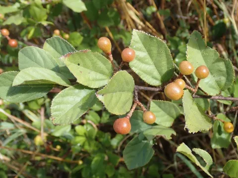 Grewia retinervis