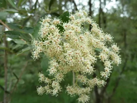 Buddleja saligna