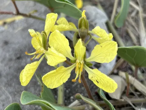 Tylosema