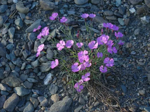 Dianthus repens