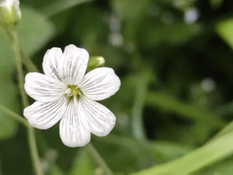 Lesser-flowered mouse-ear