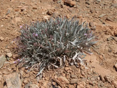 Ceratolimon feei
