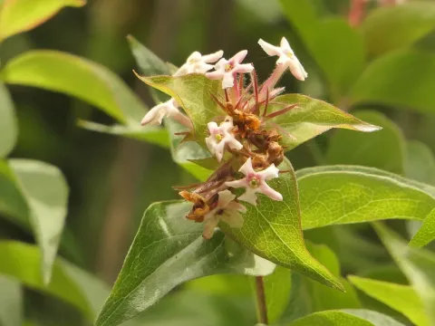 Abelia