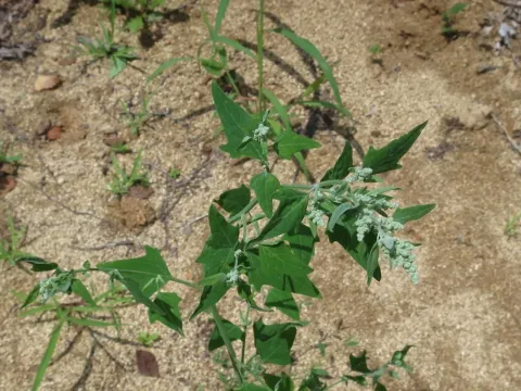 Bryony-leaved goosefoot