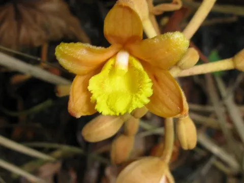 Cyrtosia