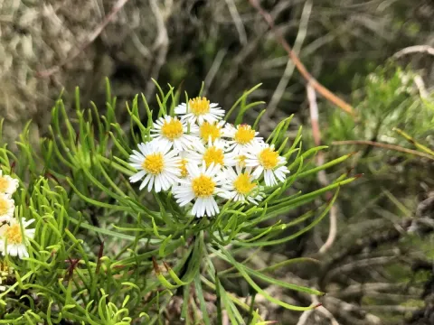 Erigeron tenuifolius