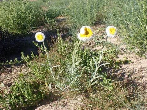 Polycalymma